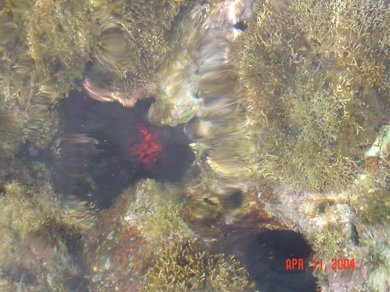 前期考察 / travel / KINGSTON / Lime Cay，DSC00688.JPG