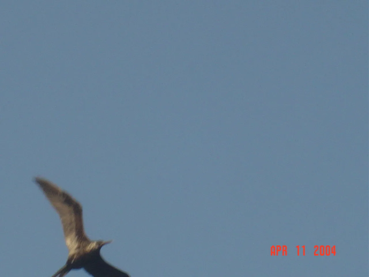 前期考察 / travel / KINGSTON / Lime Cay，DSC00696.JPG