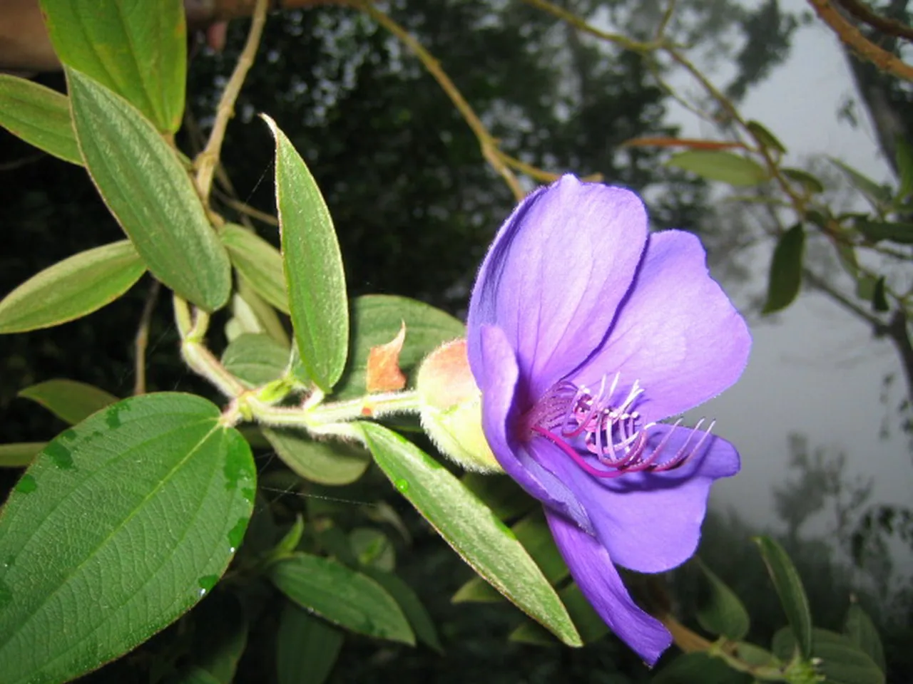大事记 / Blue Mountain，IMG_1423.jpg