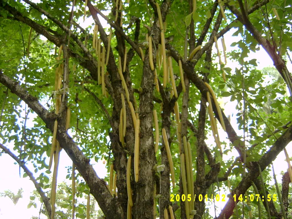 大事记 / Hope Garden&Hope Zoo，SV300521.JPG