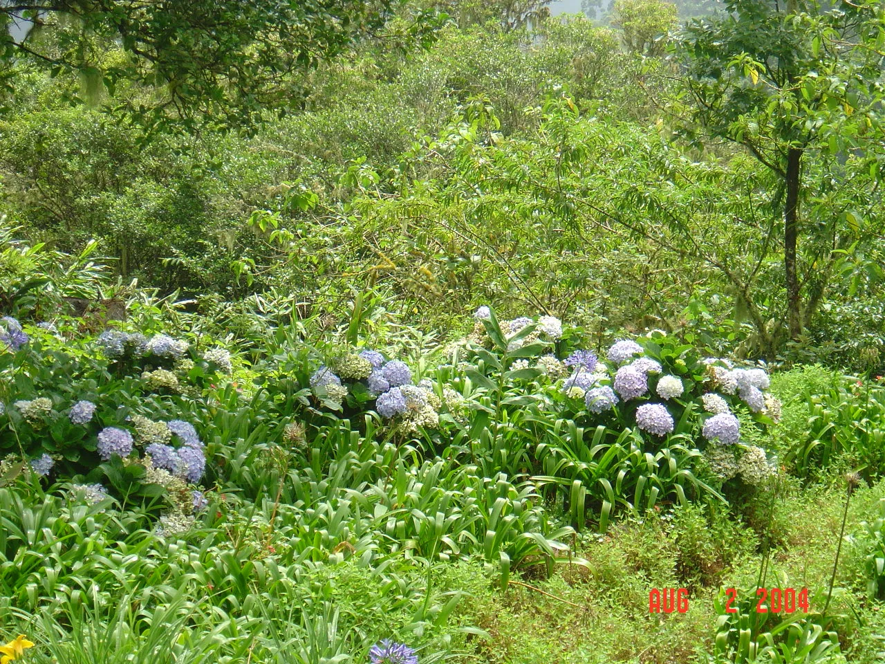 大事记 / Blue Mountain / plants，DSC01487.JPG