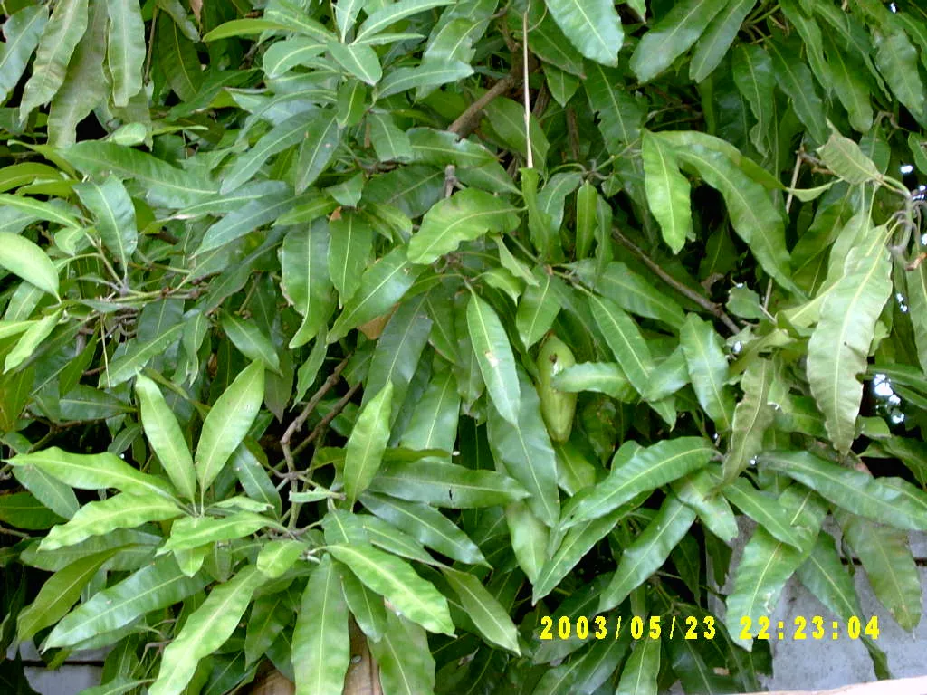 其他，SV300008.JPG