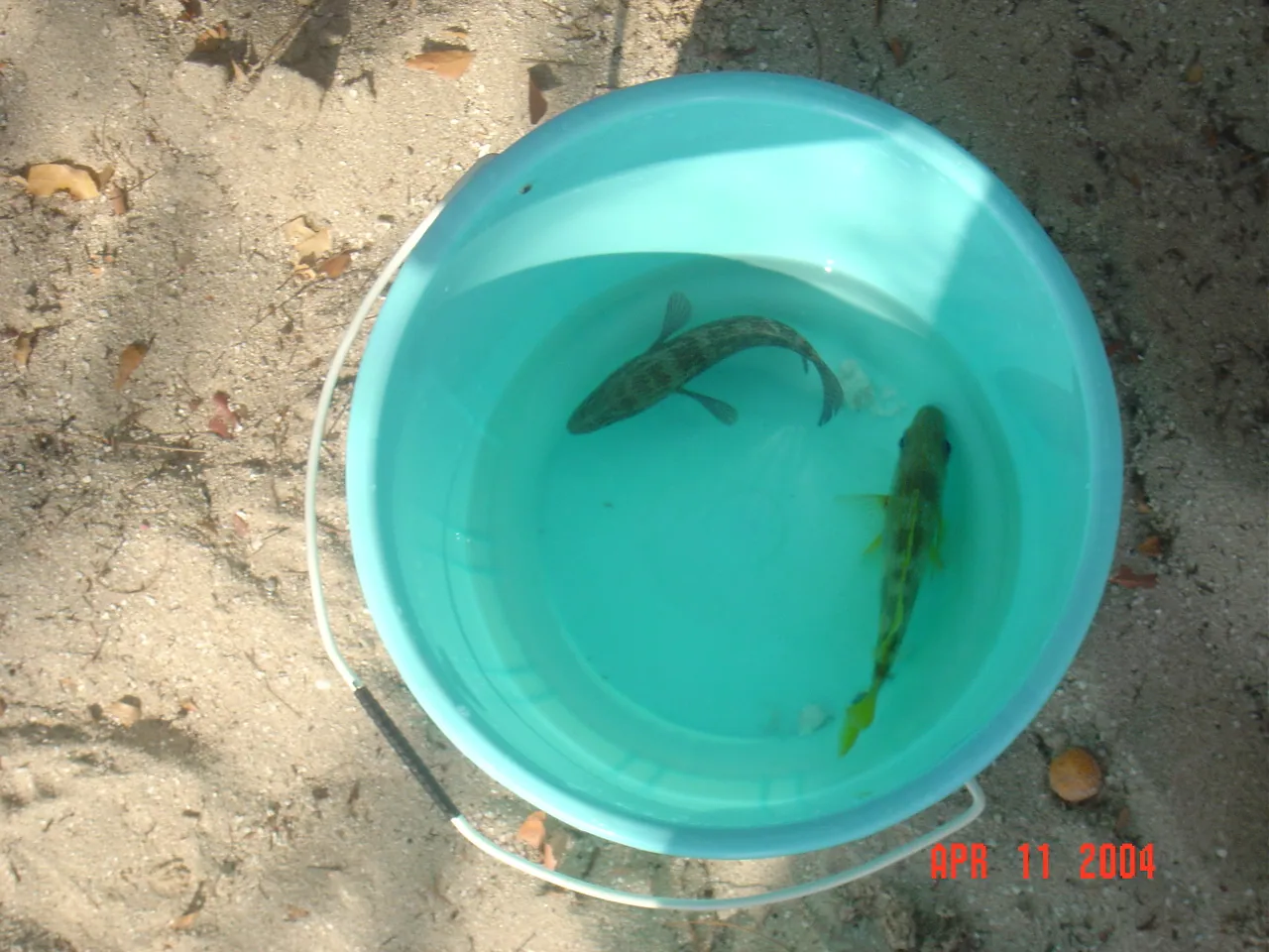 前期考察 / travel / KINGSTON / Lime Cay，DSC00690.JPG