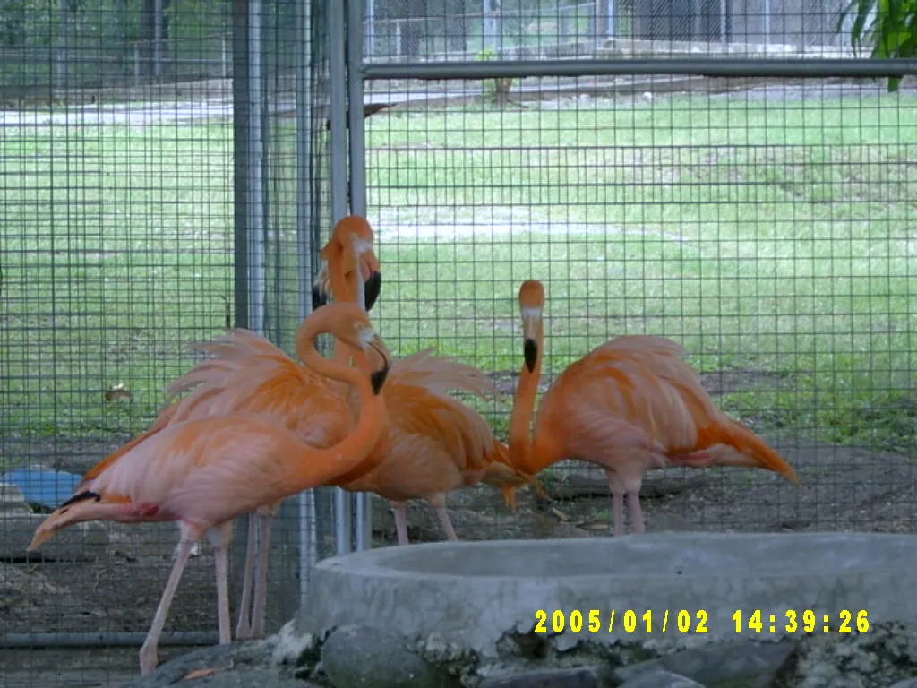 大事记 / Hope Garden&Hope Zoo，SV300568.JPG