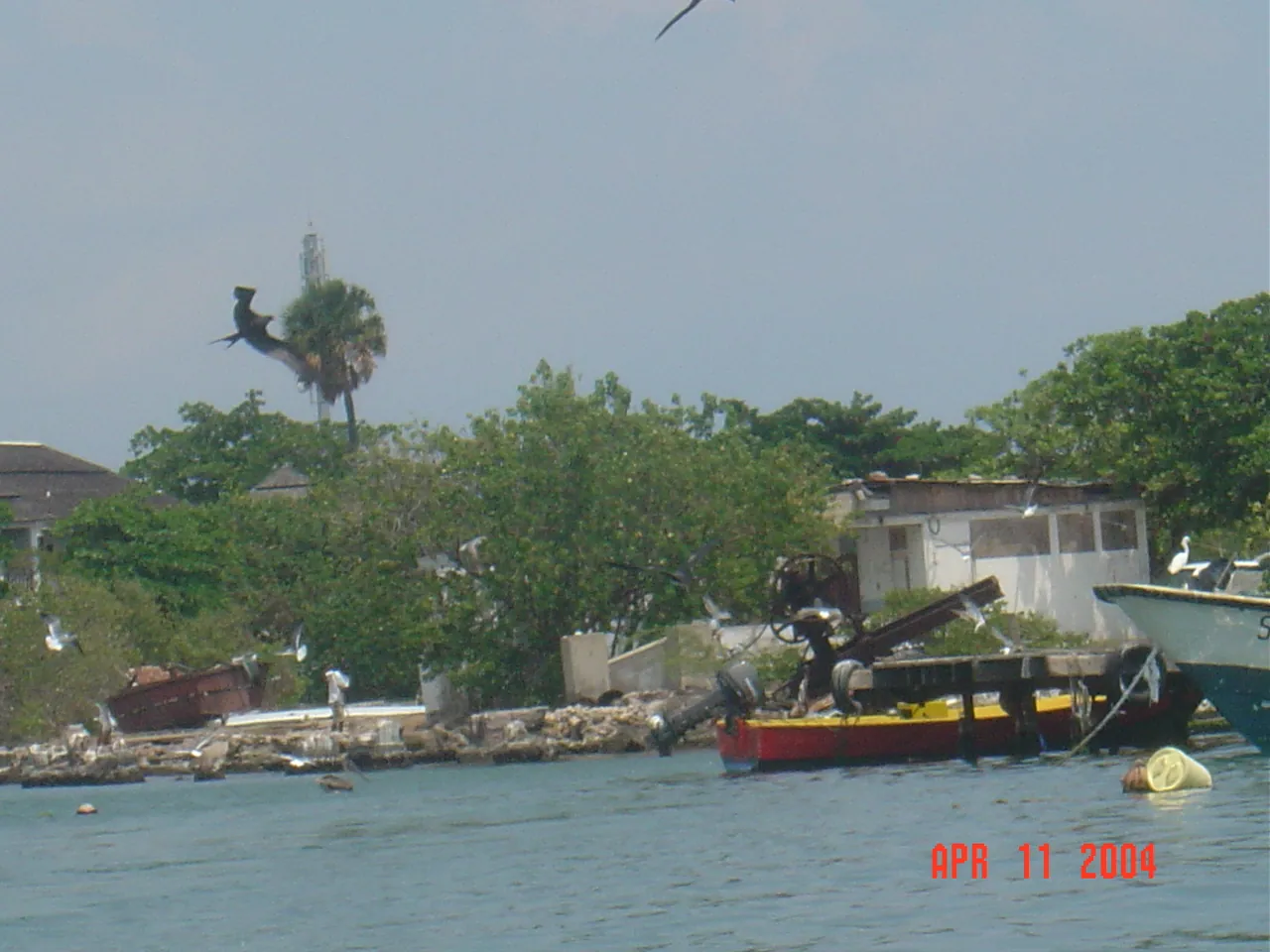 前期考察 / travel / KINGSTON / Lime Cay，DSC00674.JPG