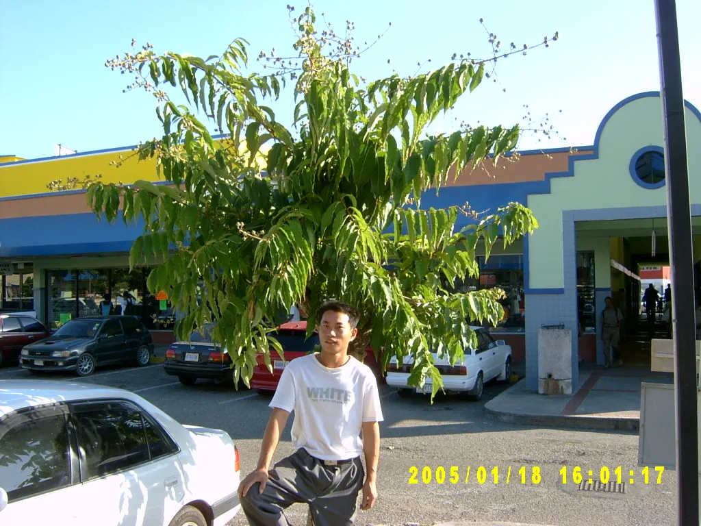 小事记 / Tropical Plaza，SV300796.JPG