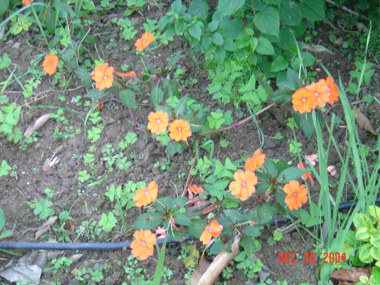 大事记 / Blue Mountain / plants，DSC01994.JPG