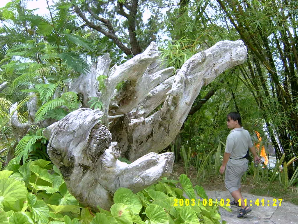 大事记 / Blue Mountain，SV300027.JPG
