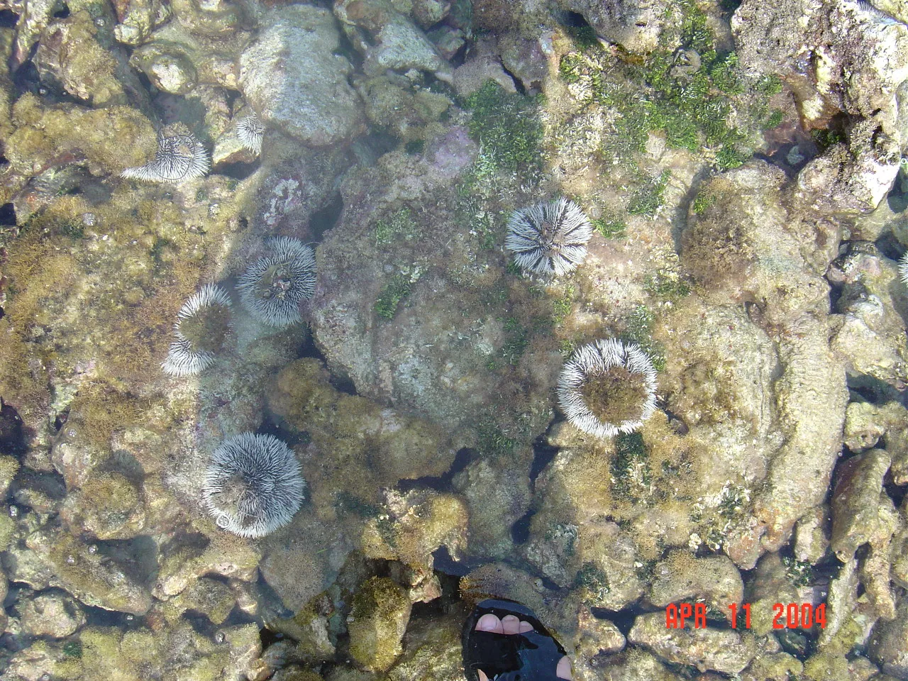 前期考察 / travel / KINGSTON / Lime Cay，DSC00687.JPG