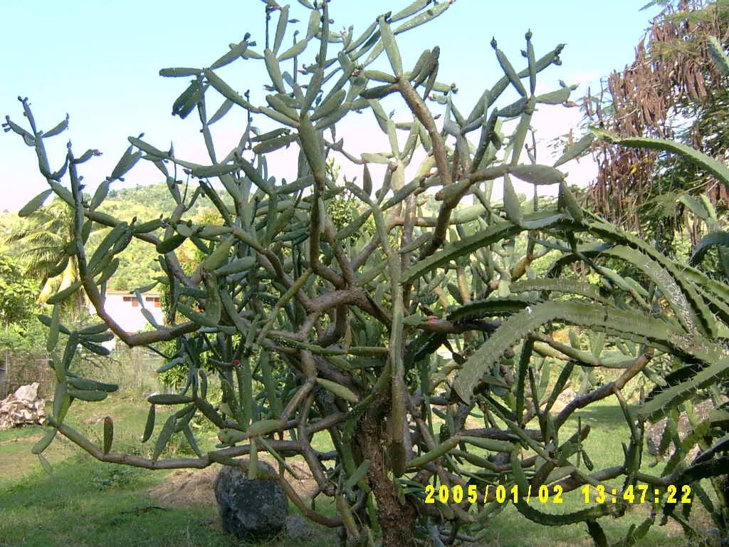 大事记 / Hope Garden&Hope Zoo，SV300488.JPG