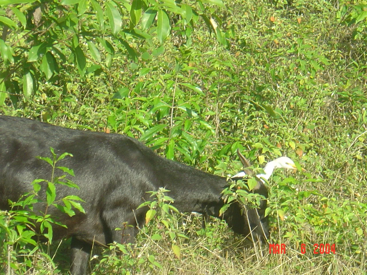 前期考察 / travel / OCHO RIOS，DSC00454.JPG