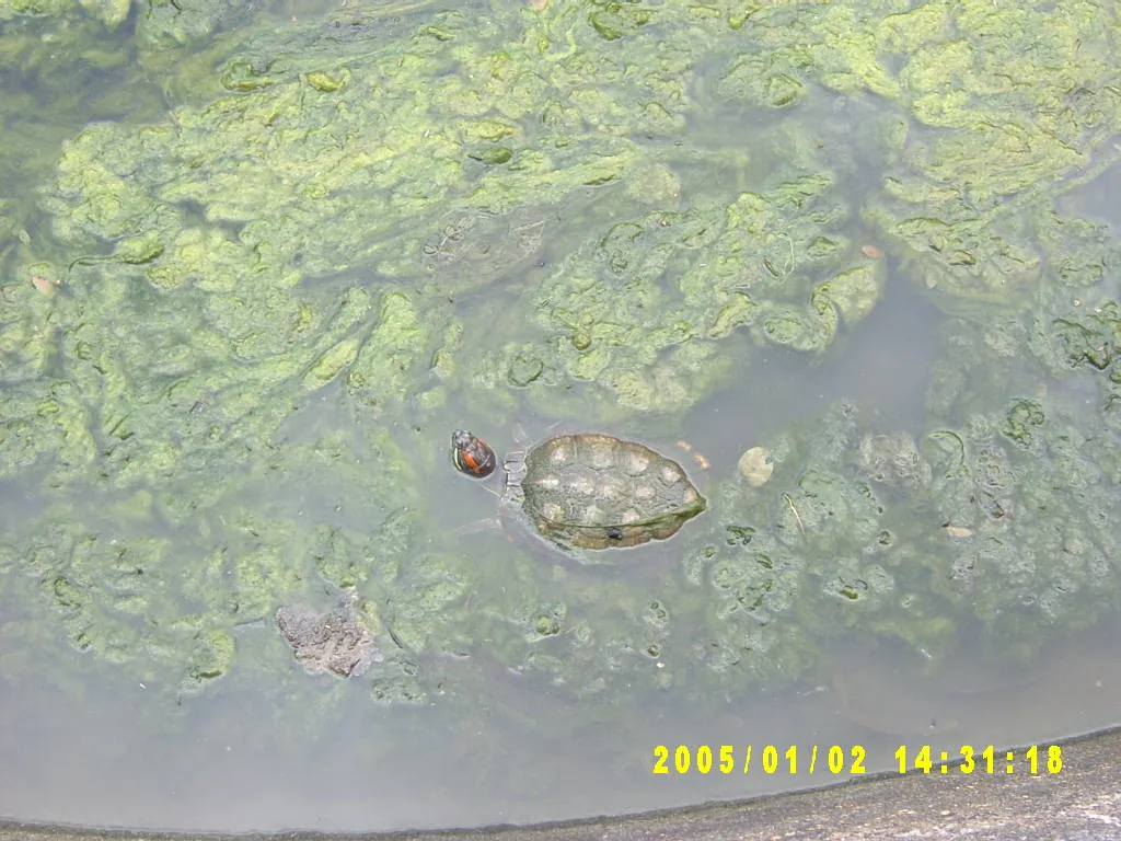 大事记 / Hope Garden&Hope Zoo，SV300561.JPG