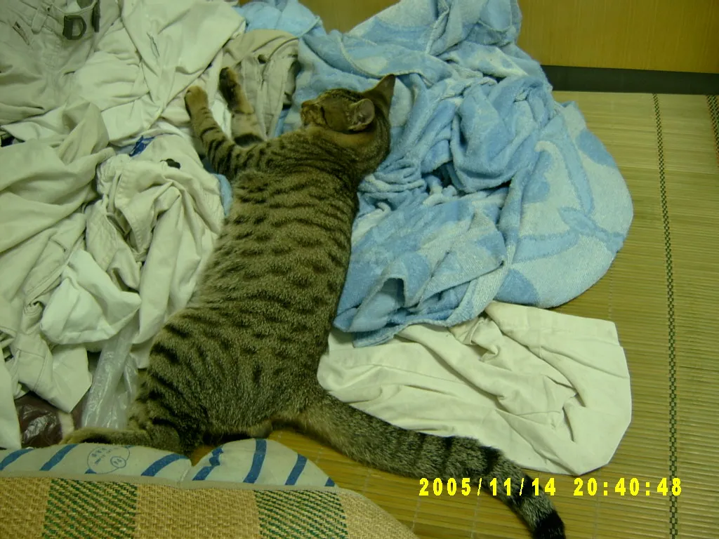 小事记 / Photos In the Jamaica，SV303563.JPG