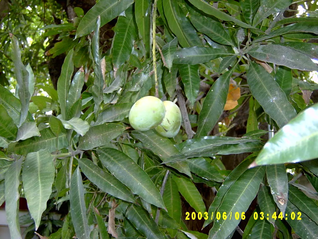 其他，SV300026.JPG