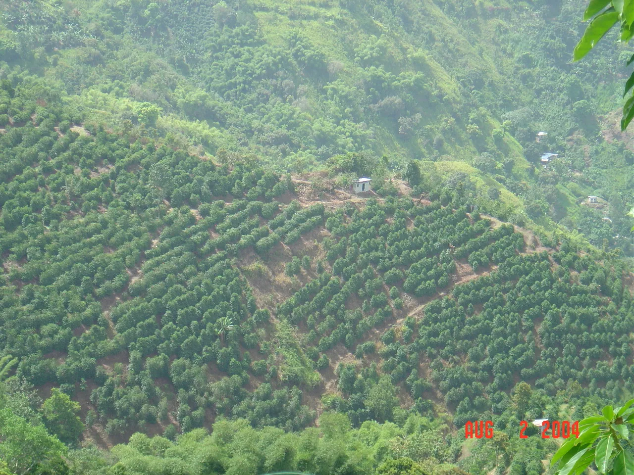 大事记 / Blue Mountain / plants，DSC01493.JPG