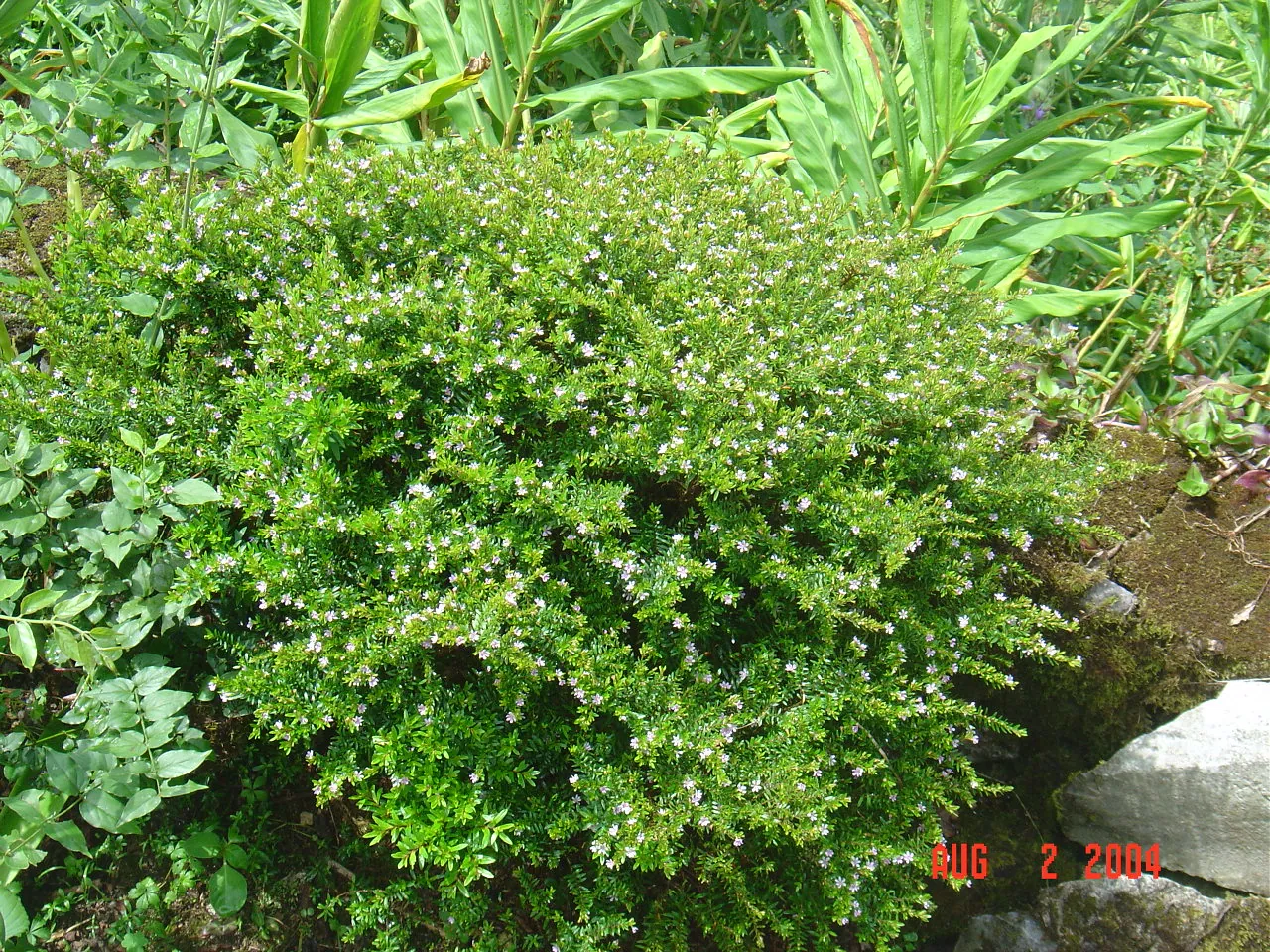 大事记 / Blue Mountain / plants，DSC01494.JPG