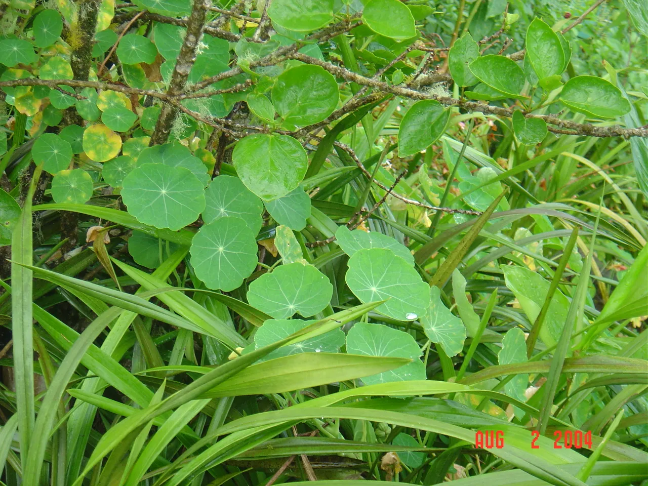 大事记 / Blue Mountain / plants，DSC01482.JPG