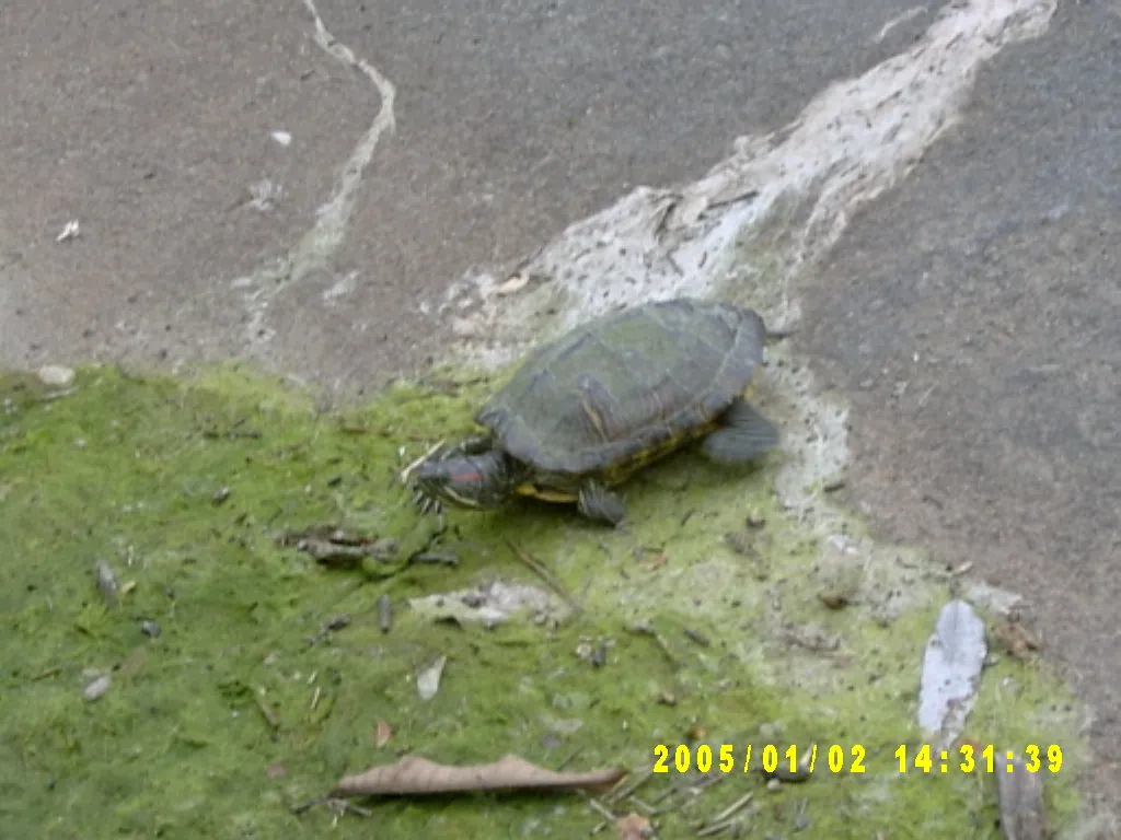 大事记 / Hope Garden&Hope Zoo，SV300562.JPG