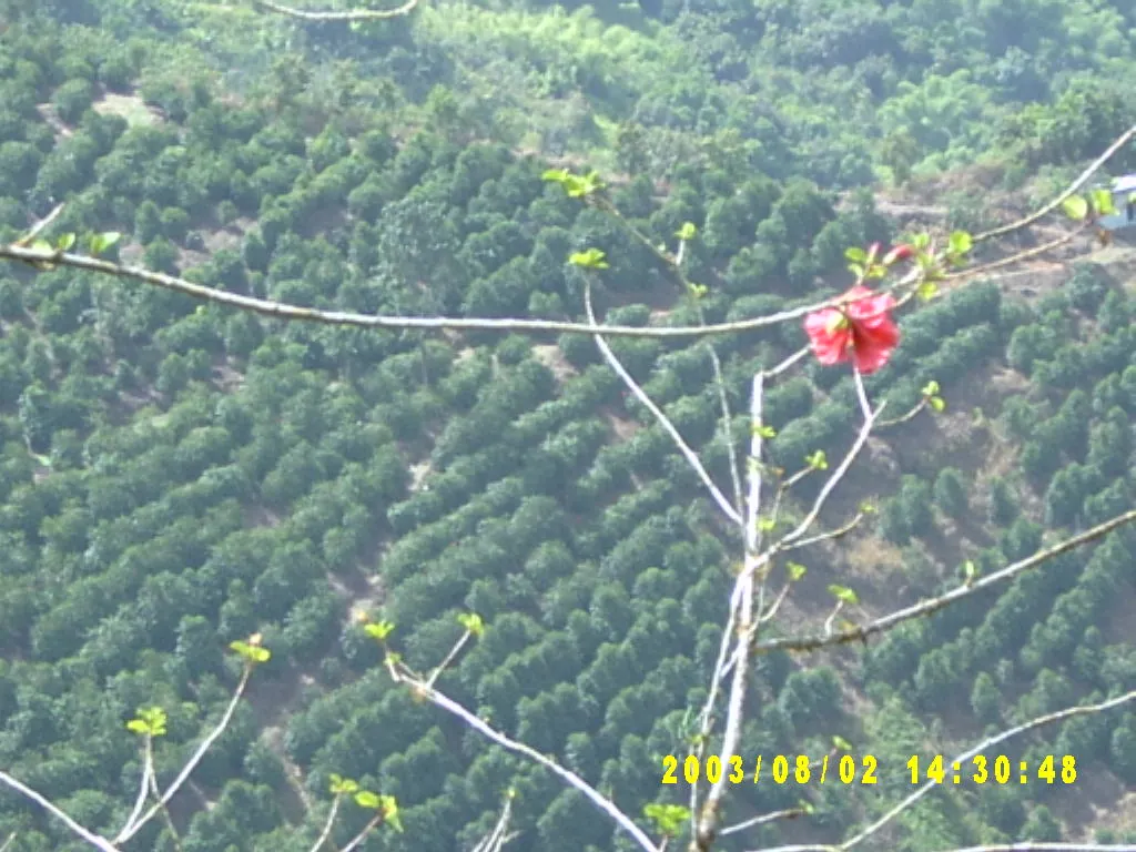 大事记 / Blue Mountain，SV300064.JPG