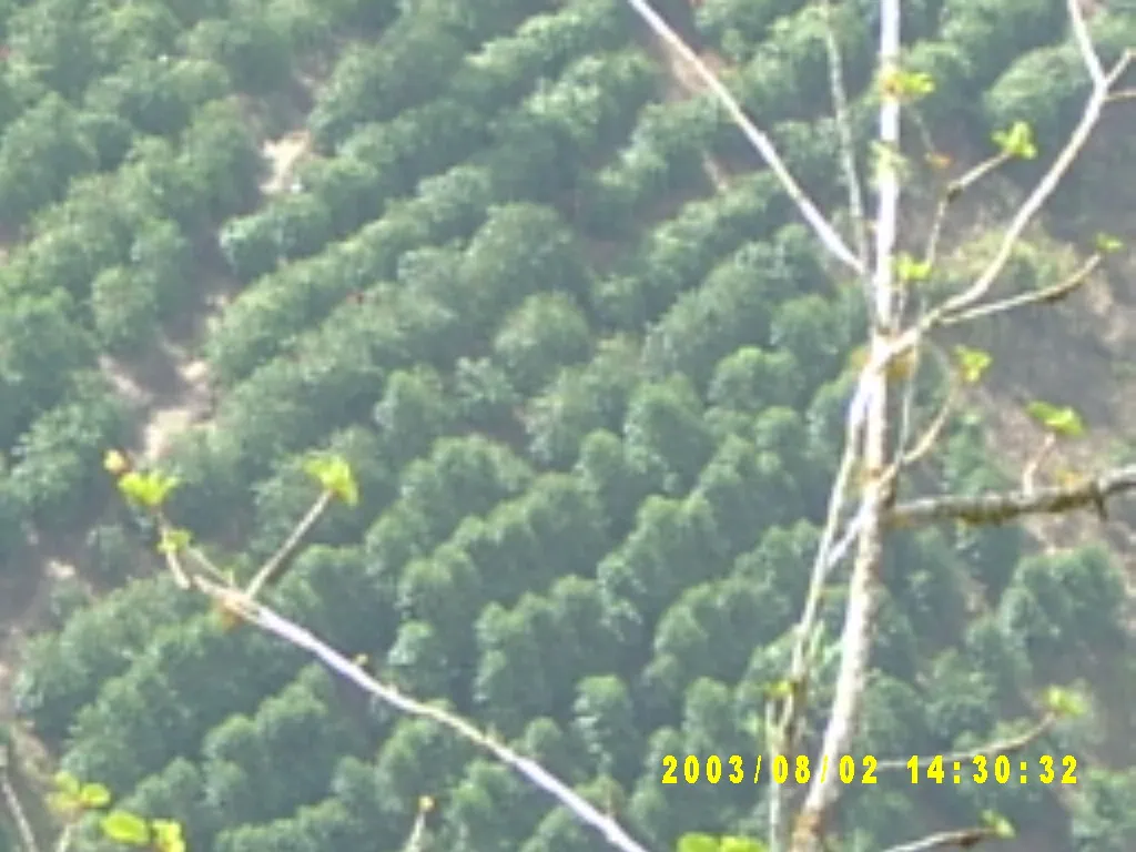大事记 / Blue Mountain，SV300063.JPG