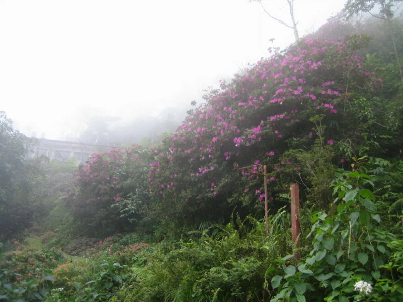 大事记 / Blue Mountain，IMG_1422.jpg