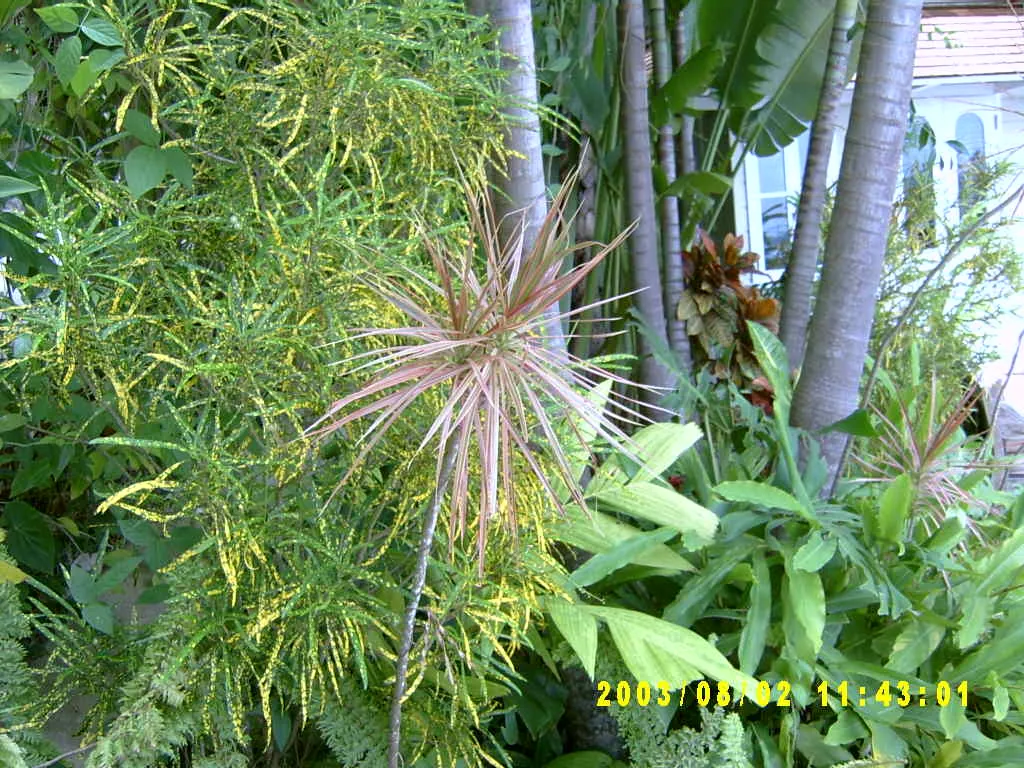 大事记 / Blue Mountain，SV300030.JPG