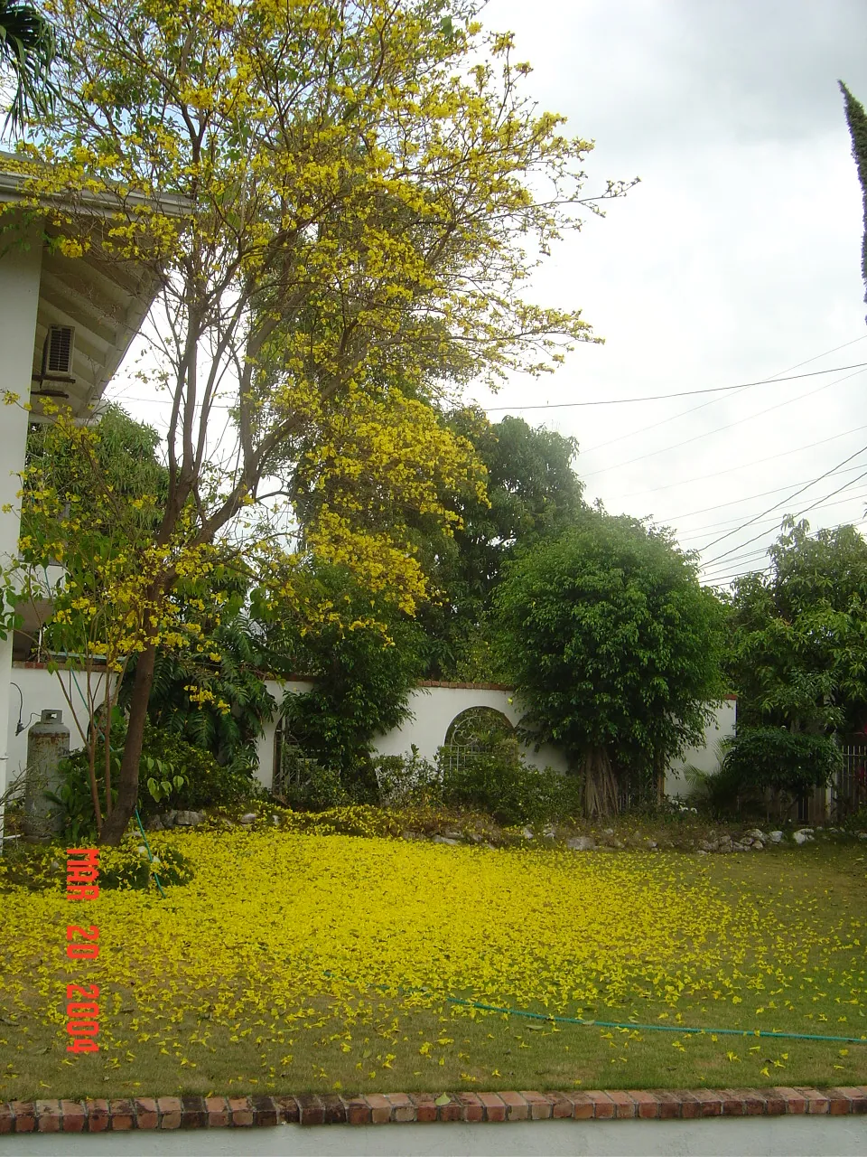前期考察 / Embassor house，DSC00574.JPG