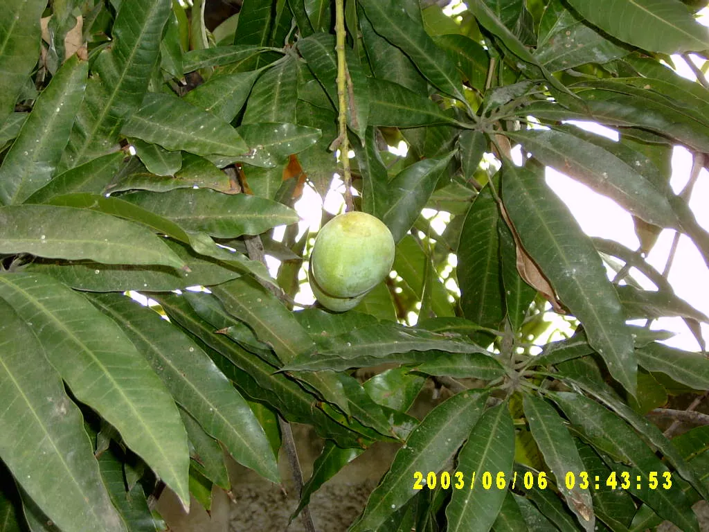 其他，SV300025.JPG