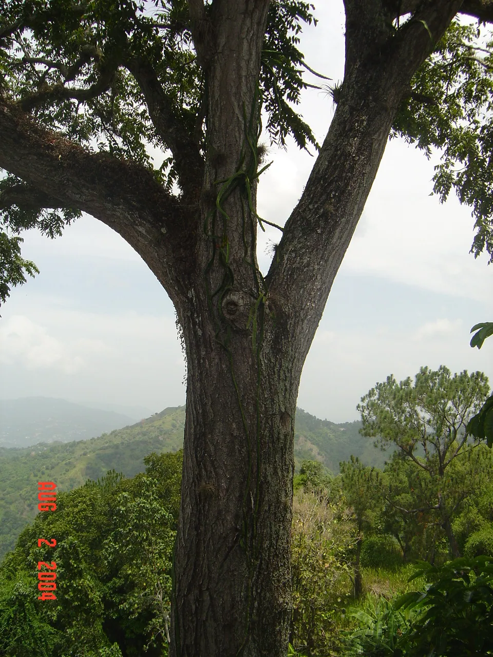 大事记 / Blue Mountain / plants，DSC01469.JPG