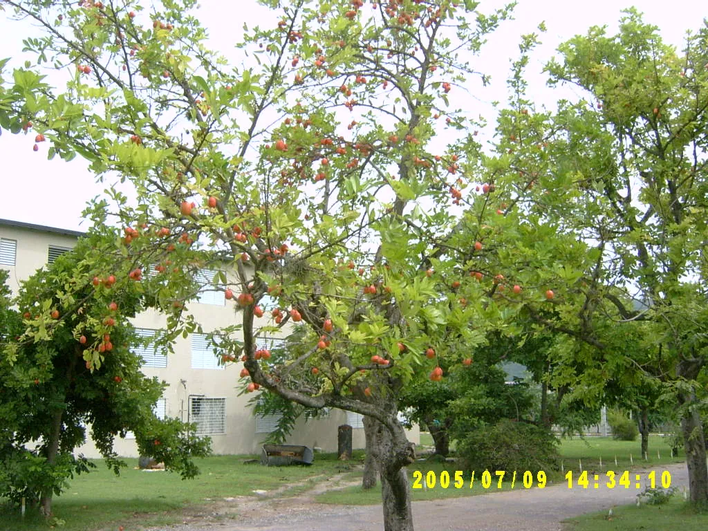 大事记 / 西印度大学（UWI），SV303056.JPG