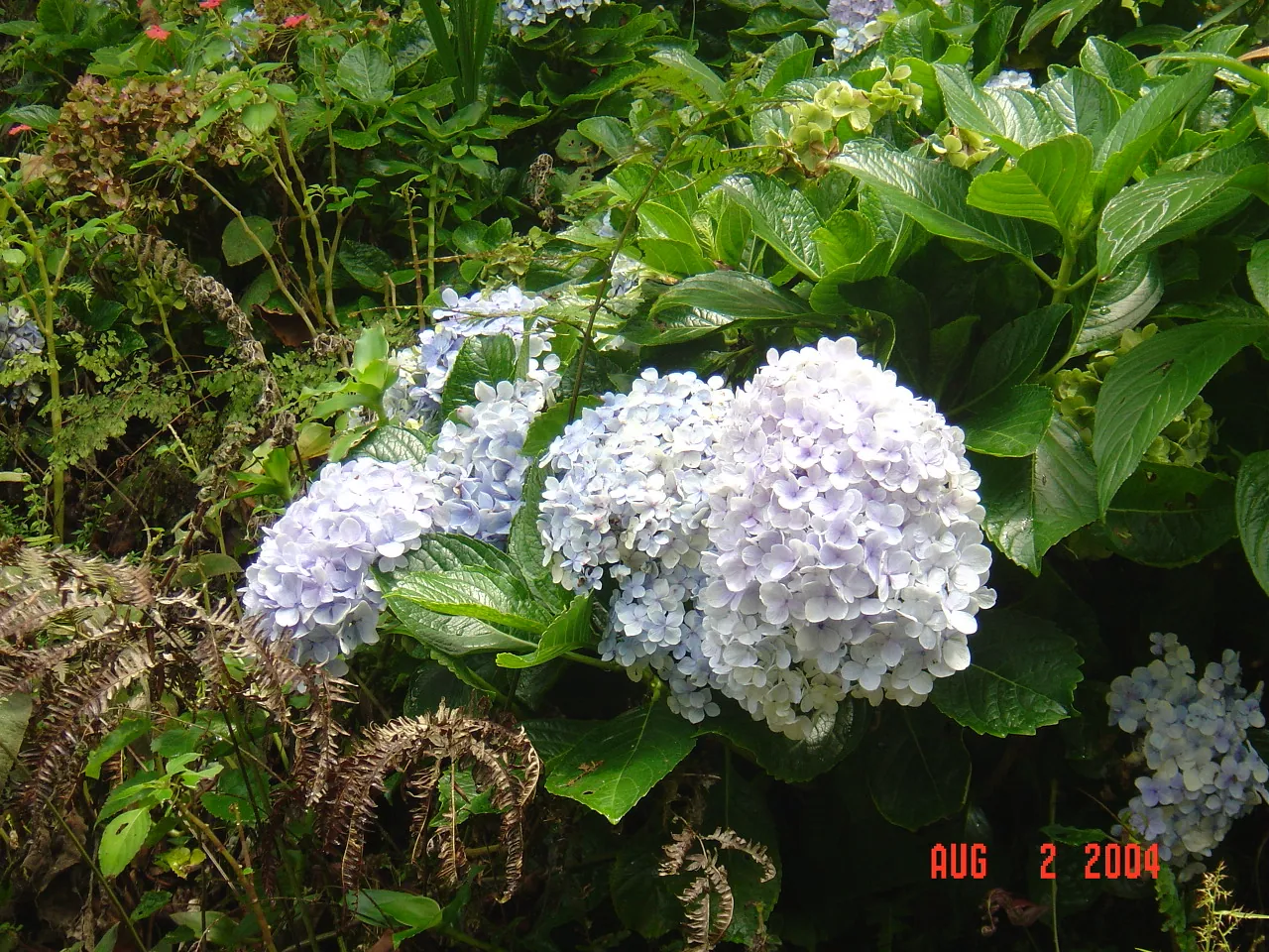 大事记 / Blue Mountain / plants，DSC01491.JPG
