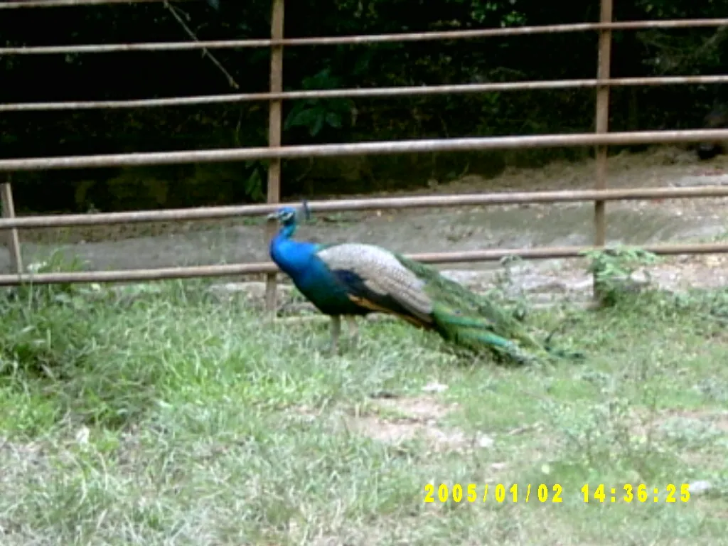 大事记 / Hope Garden&Hope Zoo，SV300564.JPG