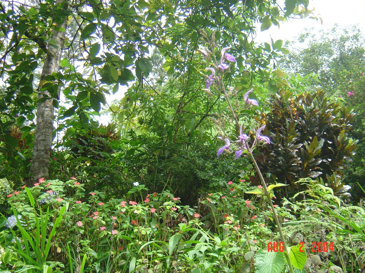 大事记 / Blue Mountain / plants，DSC01490.JPG