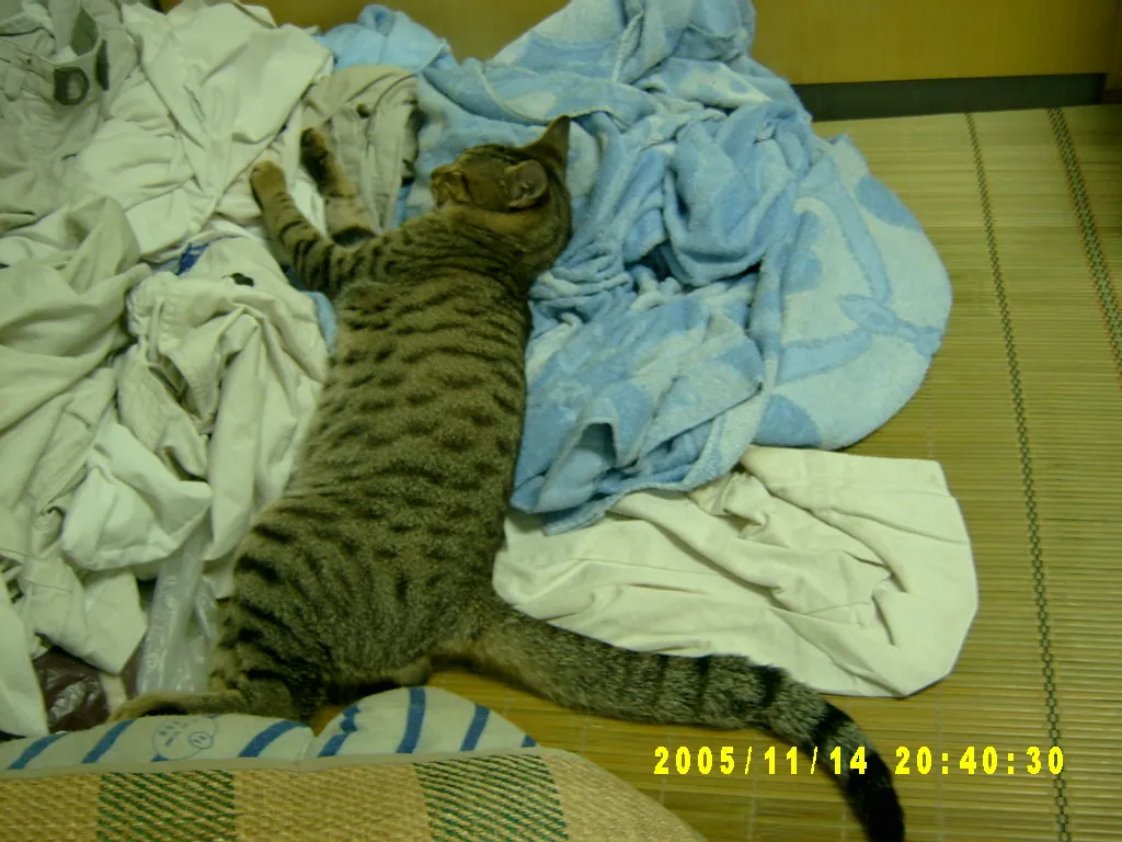 小事记 / Photos In the Jamaica，SV303562.JPG