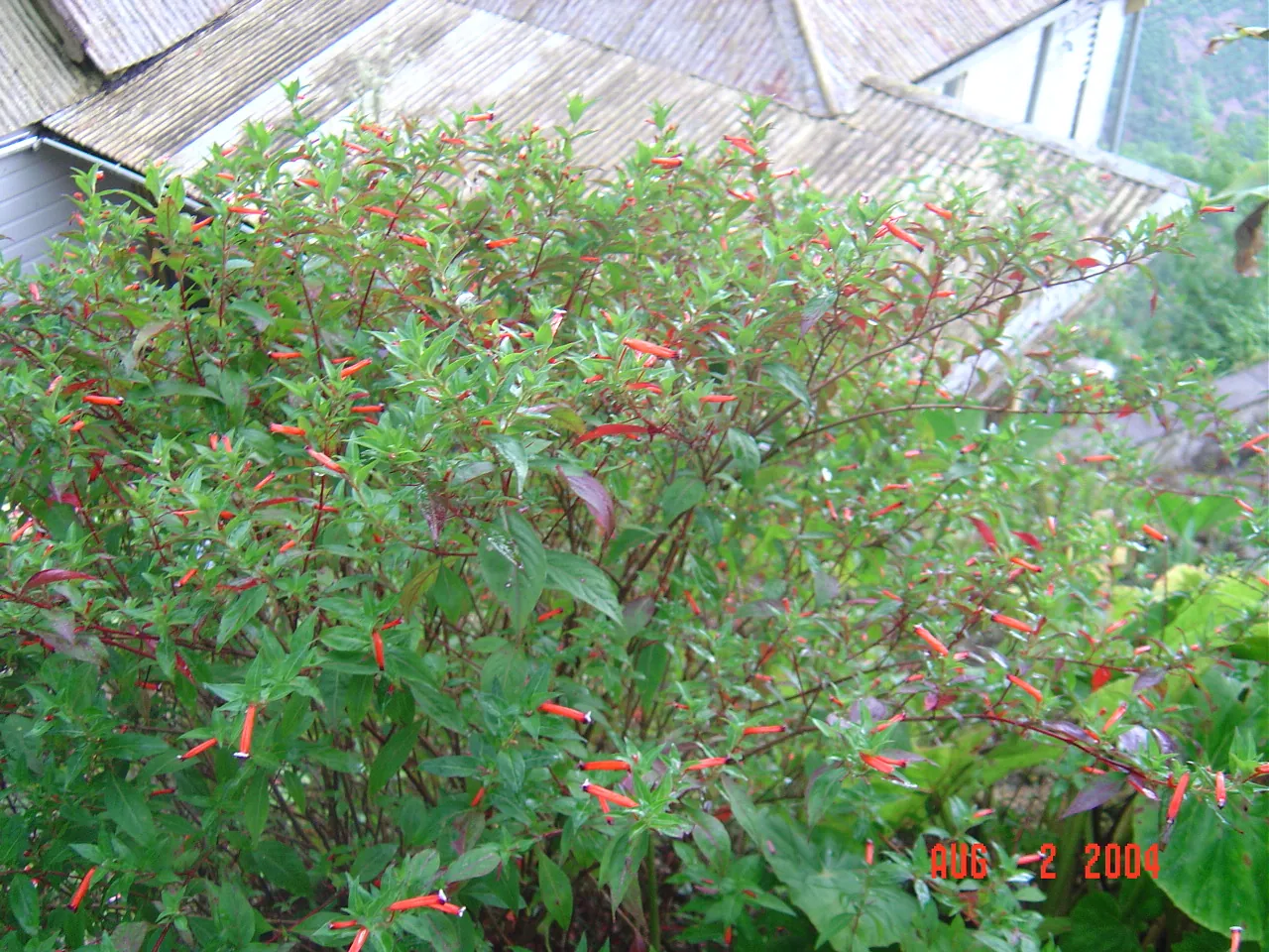 大事记 / Blue Mountain / plants，DSC01497.JPG