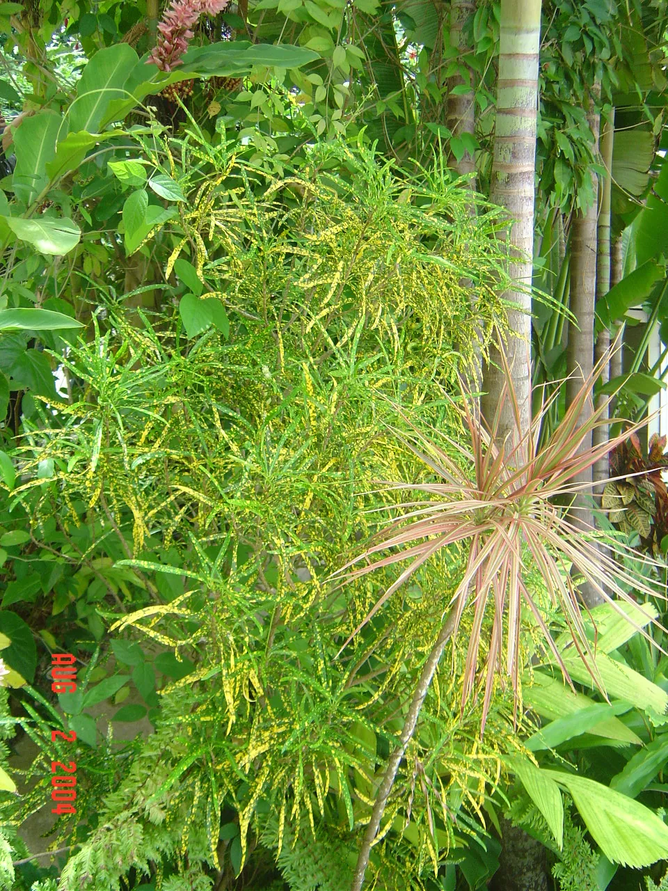 大事记 / Blue Mountain / plants，DSC01479.JPG