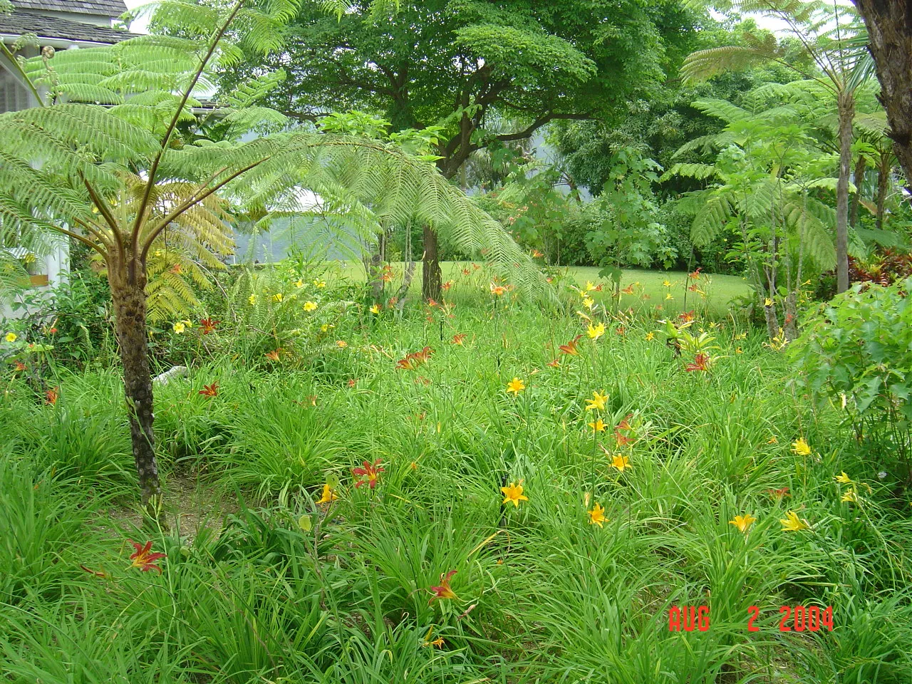 大事记 / Blue Mountain / plants，DSC01477.JPG