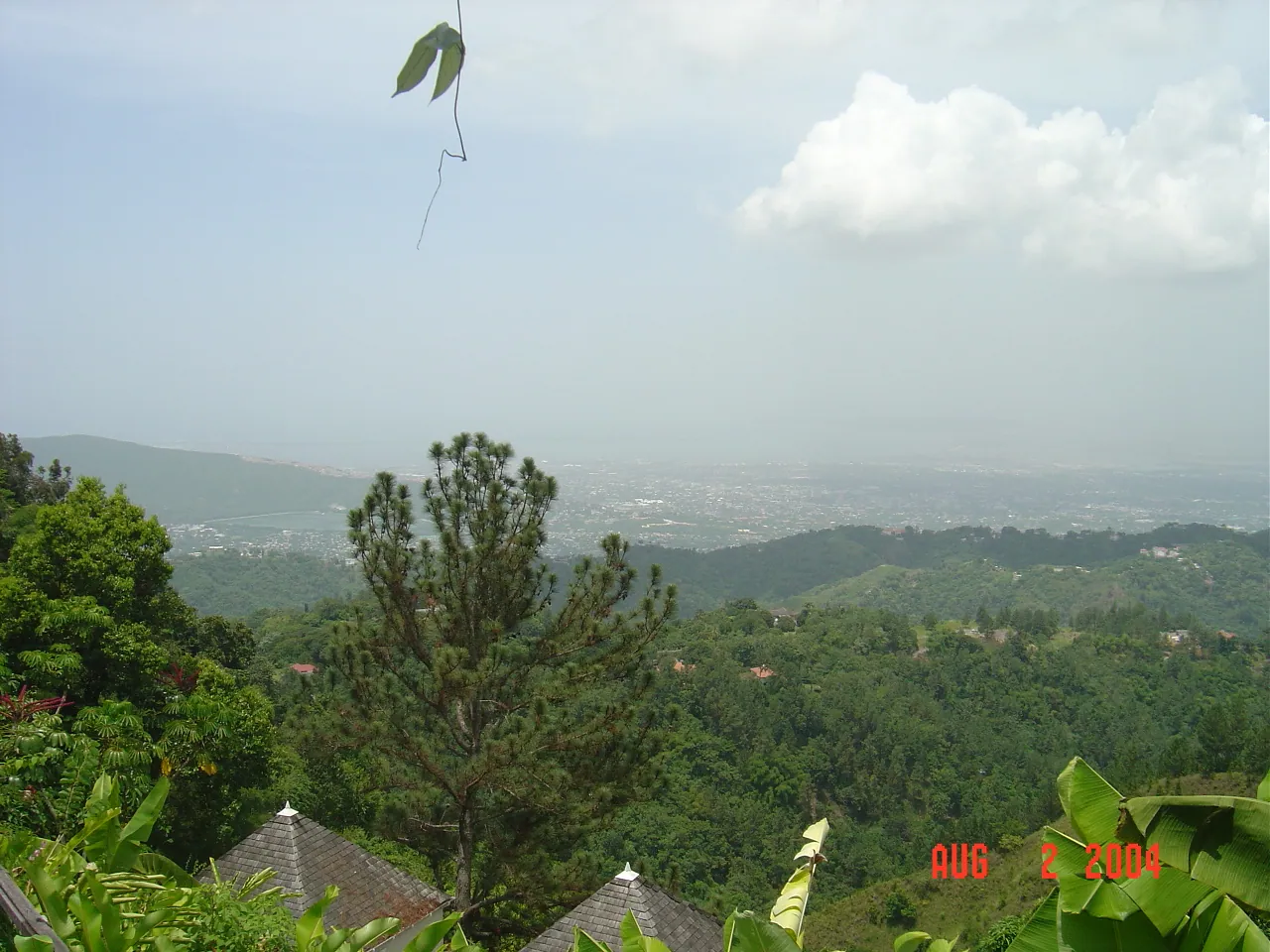 大事记 / Blue Mountain / plants，DSC01465.JPG