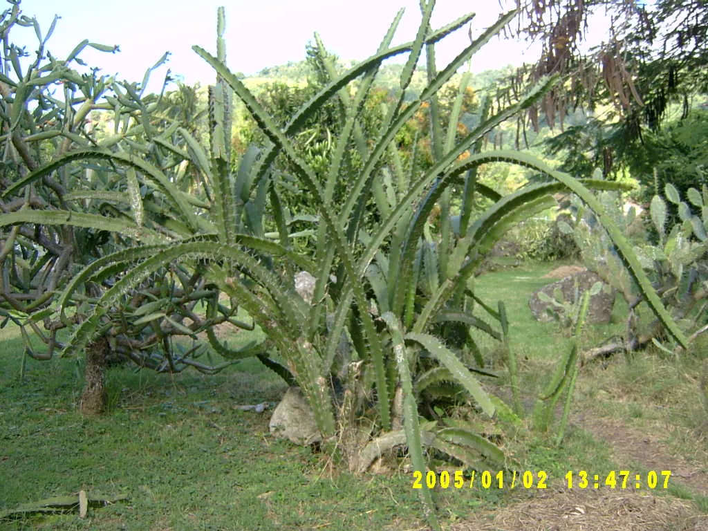 大事记 / Hope Garden&Hope Zoo，SV300487.JPG