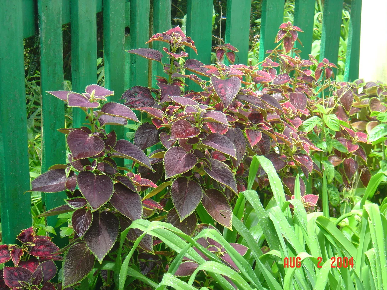 大事记 / Blue Mountain / plants，DSC01486.JPG