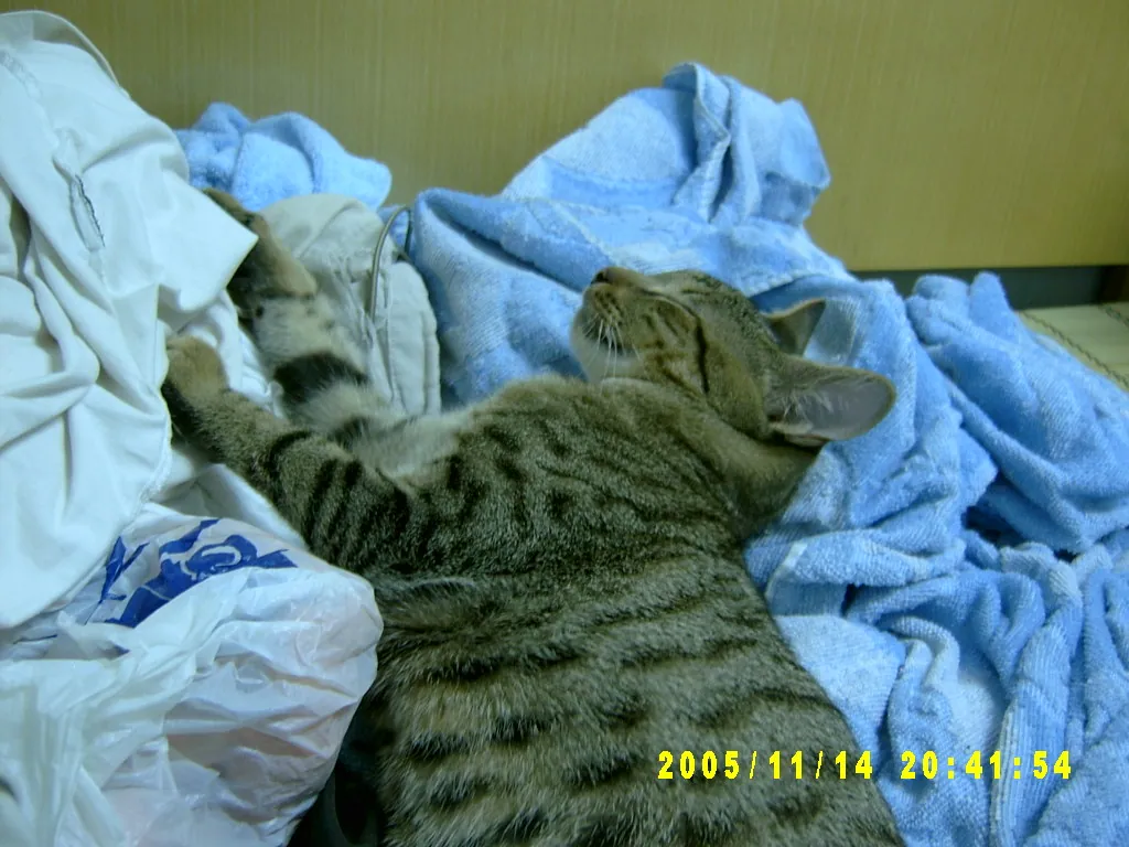 小事记 / Photos In the Jamaica，SV303565.JPG