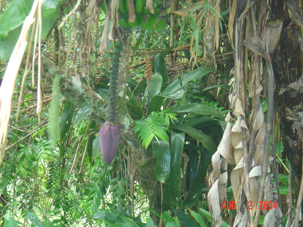 大事记 / Blue Mountain / plants，DSC01488.JPG