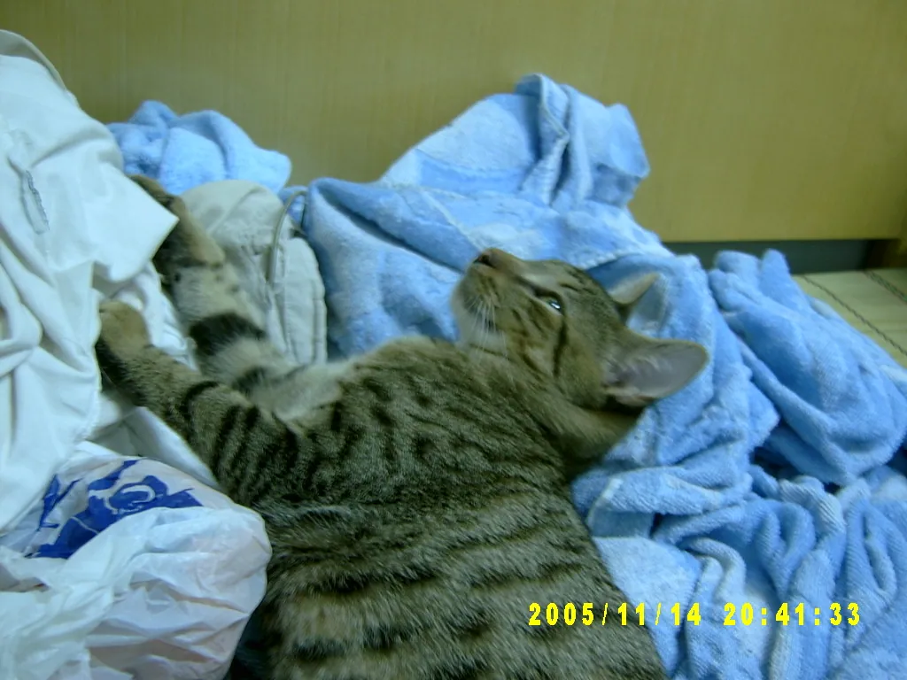 小事记 / Photos In the Jamaica，SV303564.JPG