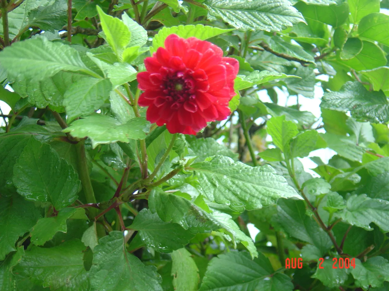大事记 / Blue Mountain / plants，DSC01485.JPG