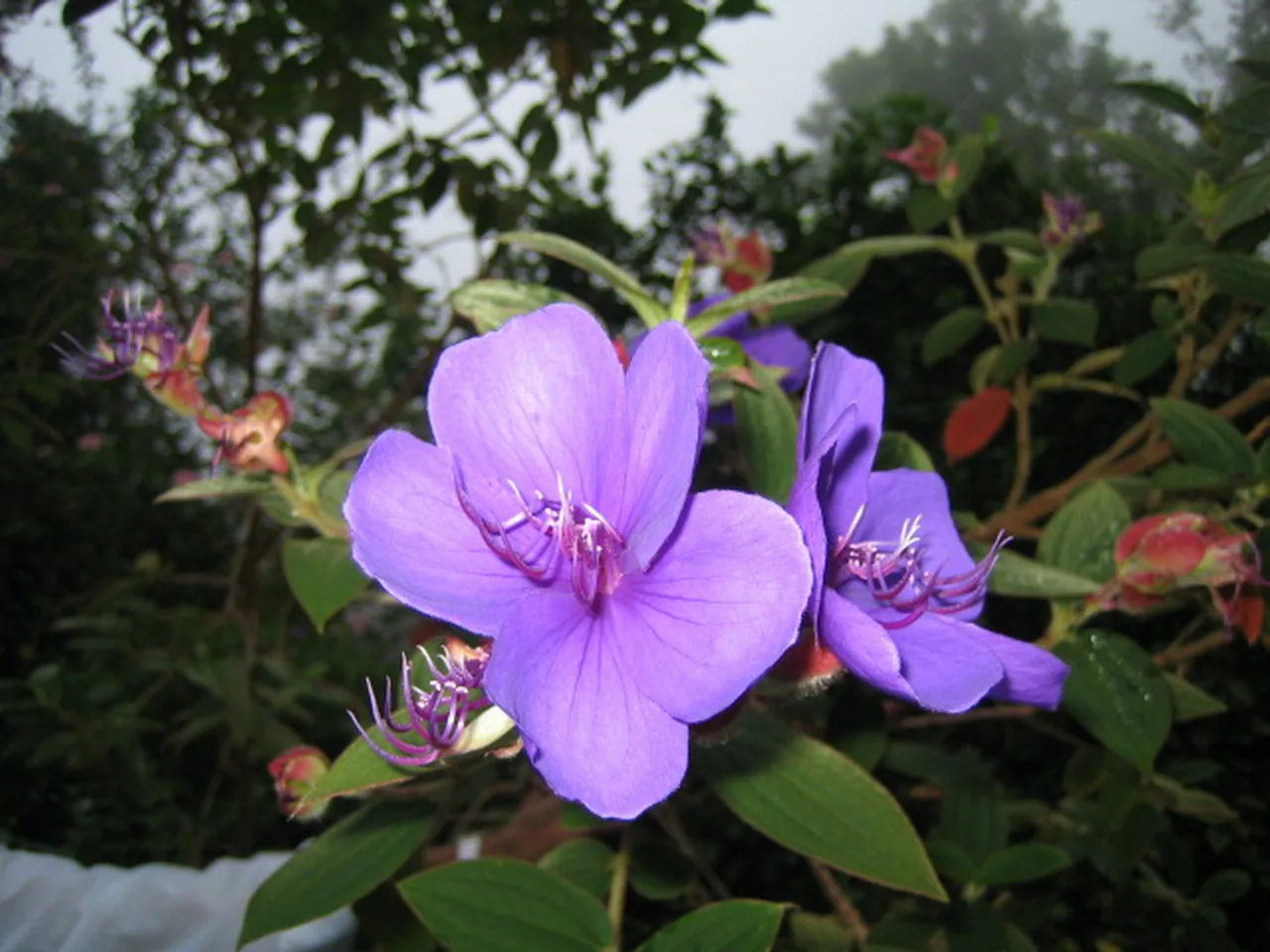 大事记 / Blue Mountain，IMG_1424.jpg