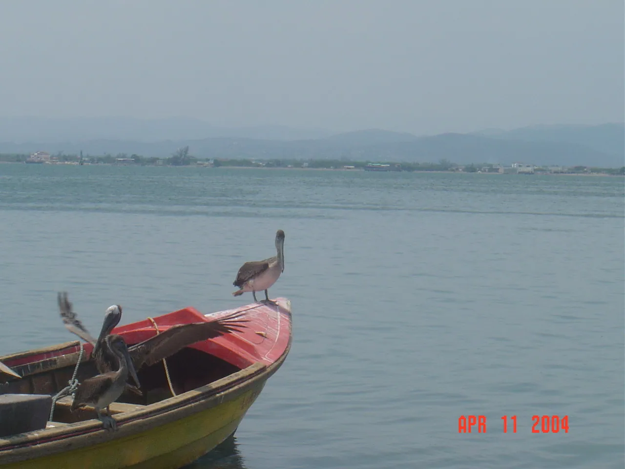 前期考察 / travel / KINGSTON / Lime Cay，DSC00672.JPG
