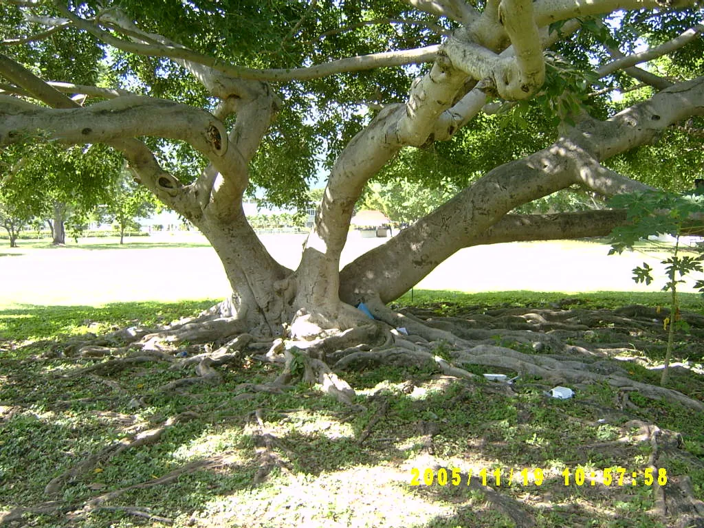 大事记 / 西印度大学（UWI），SV303580.JPG