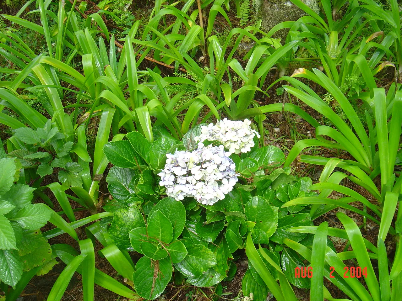 大事记 / Blue Mountain / plants，DSC01484.JPG