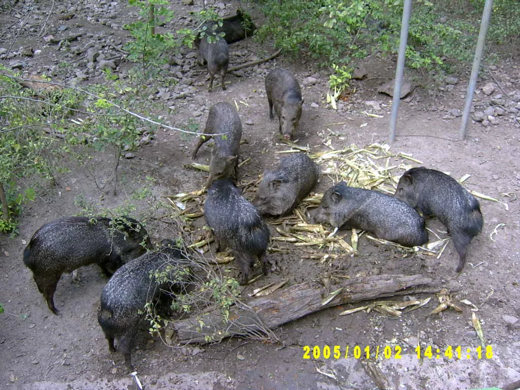 大事记 / Hope Garden&Hope Zoo，SV300571.JPG