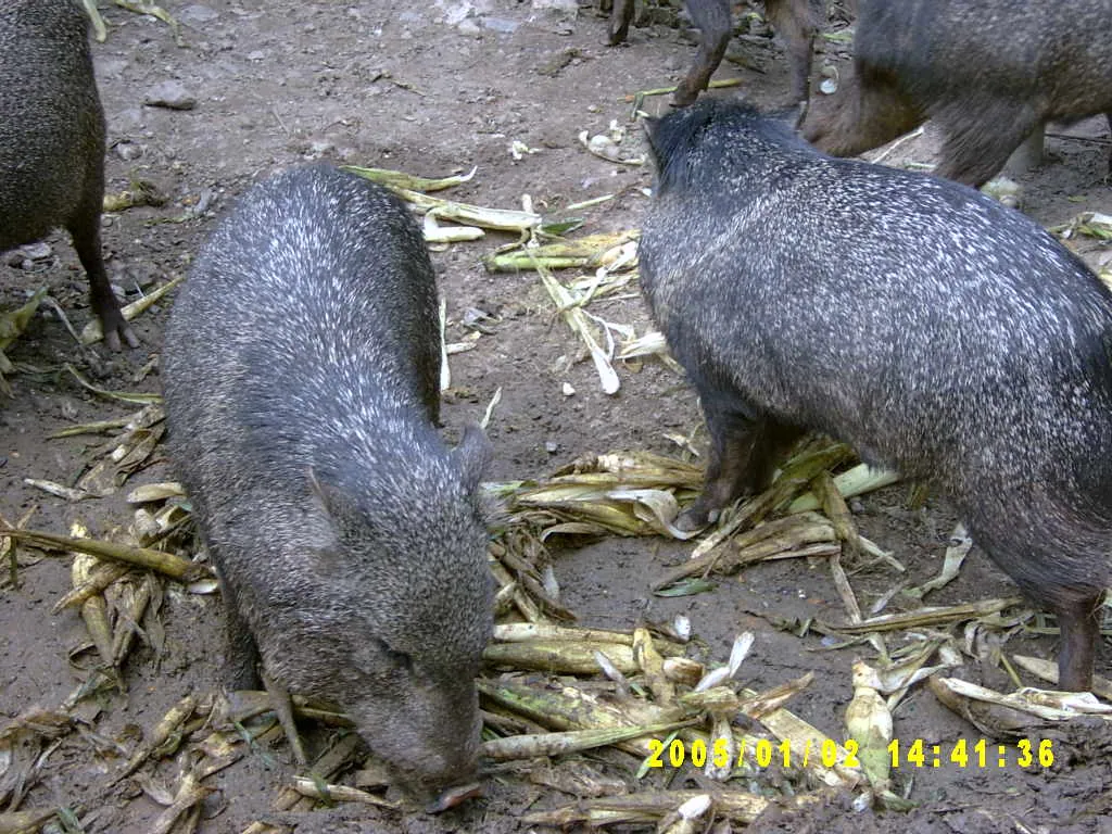 大事记 / Hope Garden&Hope Zoo，SV300572.JPG